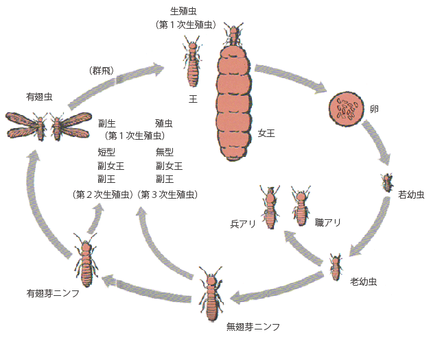 シロアリの生態系図