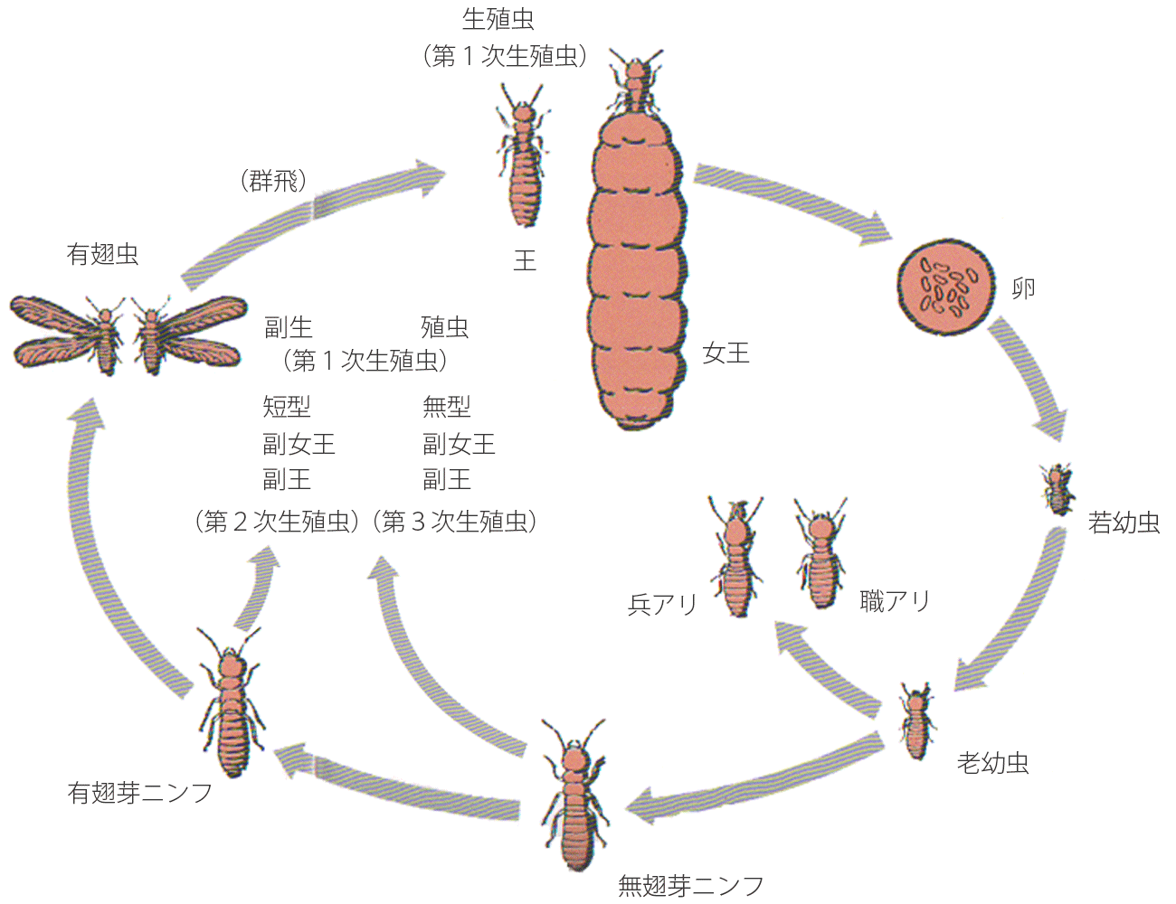 シロアリの生態系図